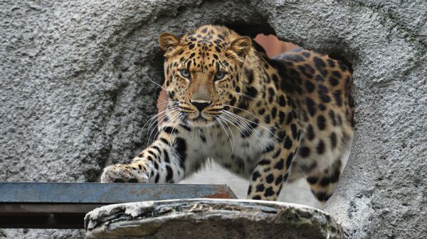 An Amur Leopard at the Moscow Zoo - Sputnik India