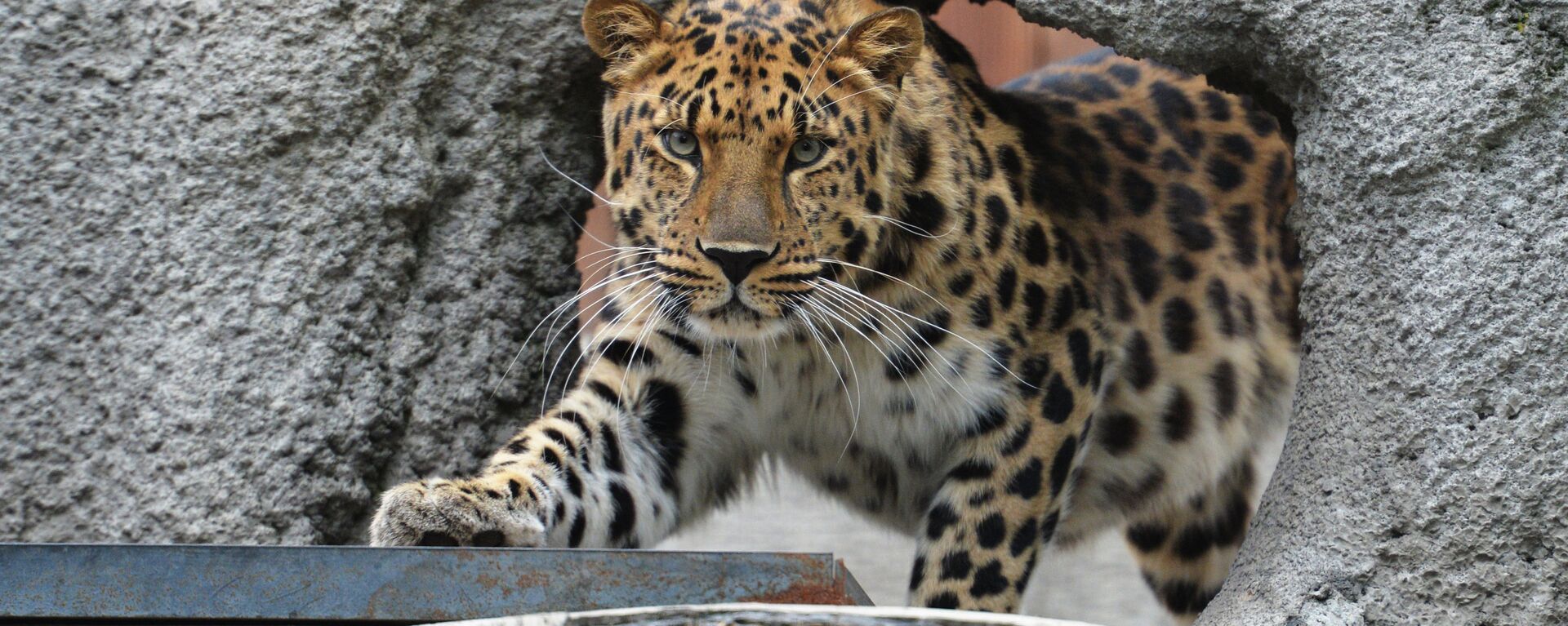 An Amur Leopard at the Moscow Zoo - Sputnik India, 1920, 18.04.2023