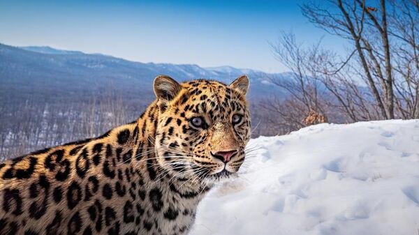 Indian photographer captures rare Russian leopard  - Sputnik भारत