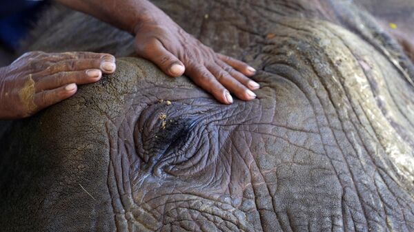 A zookeepers takes care of sick elephant named 'Noor Jehan' resting on a mound of sand at a zoo, in Karachi, Pakistan, Saturday, April 15, 2023. - Sputnik India