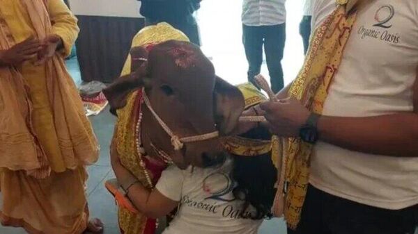 A cow was the VIP guest for the inauguration of Lucknow's first organic restaurant  - Sputnik भारत