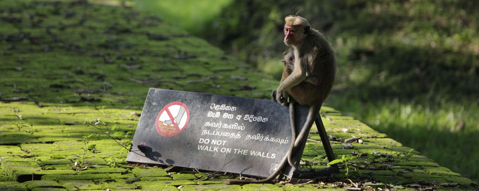 A monkey with a baby sits on the wall of what used to be an ancient palace in Anuradhapura, a sacred city recognized as UNESCO's World Heritage site in Sri Lanka, Sunday, Dec. 4, 2011. - Sputnik India, 1920, 20.04.2023