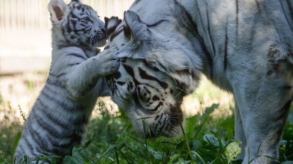 A white tiger seen here with its mother in an enclosure of the R.Shilo Novosibirsk Zoo. He was born to white Bengali tiger Zao and tigress Zaika on June 21, 2016. (File) - Sputnik भारत