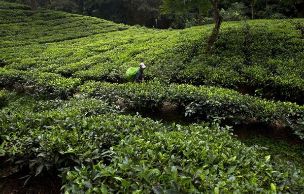 गुरुवार, 11 अक्टूबर, 2018 को पूर्वोत्तर भारतीय राज्य असम के काजीरंगा में एक चाय बागान से चाय की पत्तियां तोड़ती एक भारतीय महिला कार्यकर्ता। असम भारत की 50 प्रतिशत से अधिक चाय की फसल का उत्पादन करता है। (AP Photo/अनुपम नाथ) - Sputnik भारत