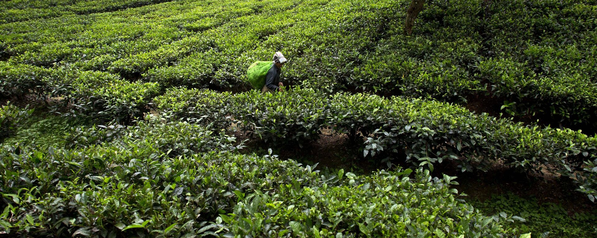 An Indian woman laborer plucks tea leaves at a tea garden in Kaziranga, in the northeastern Indian state of Assam, Thursday, Oct. 11, 2018. - Sputnik भारत, 1920, 26.01.2024