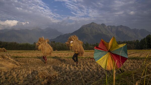 People carry harvested paddy in a rice field on the outskirts of Srinagar, Friday, Sept. 16, 2022. - Sputnik India
