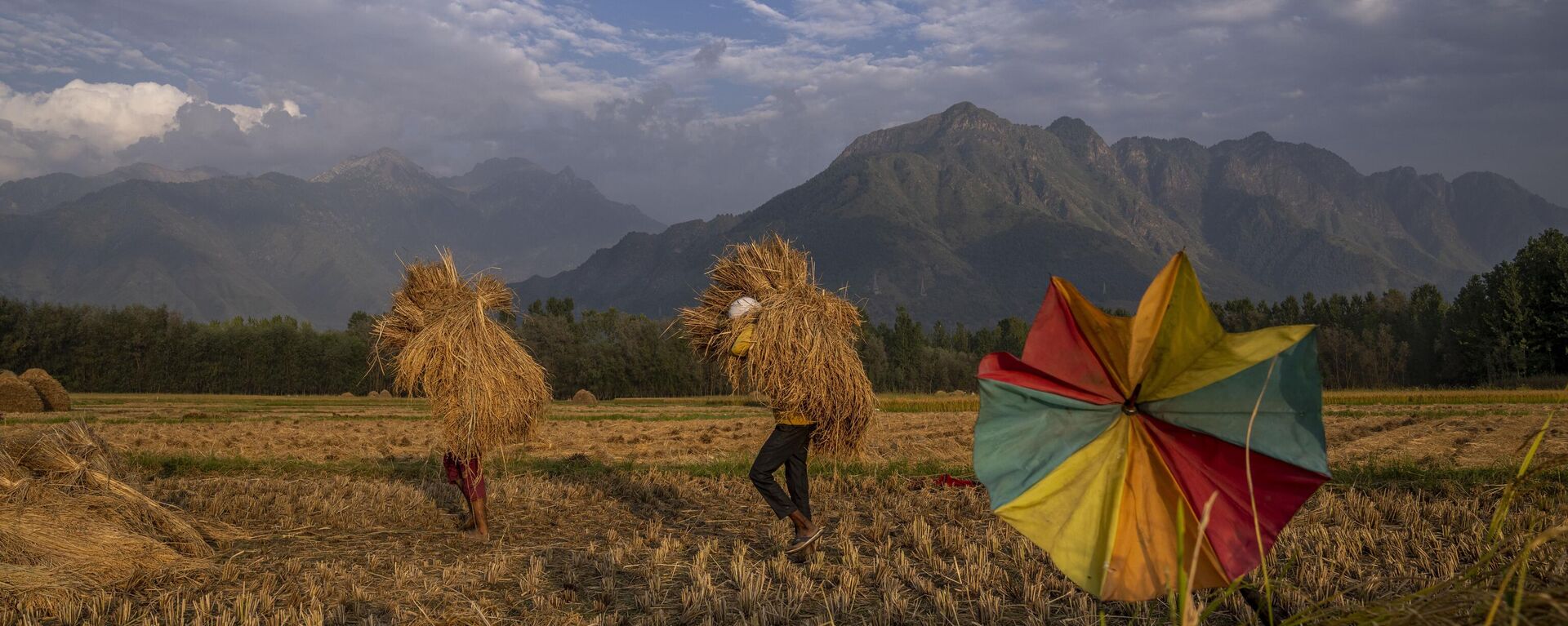People carry harvested paddy in a rice field on the outskirts of Srinagar, Friday, Sept. 16, 2022. - Sputnik India, 1920, 12.08.2023