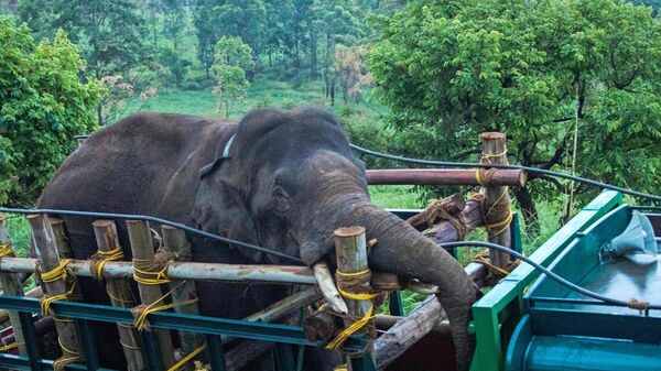  A wild elephant Arikomban - Sputnik भारत