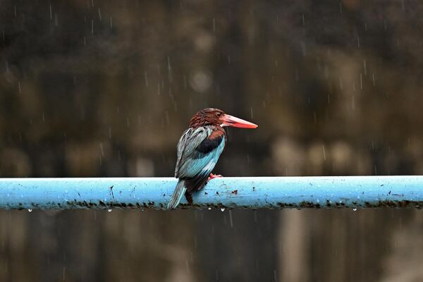 A Kingfisher sits on a pipe along a street during a rain shower in Chennai on May 1, 2023. - Sputnik India