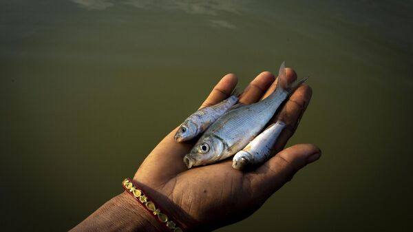 A woman shows fishes caaught by a fisherman from the river Brahmaputra on the outskirts of Gauhati, Assam state, India, Friday, July 8, 2022. - Sputnik India