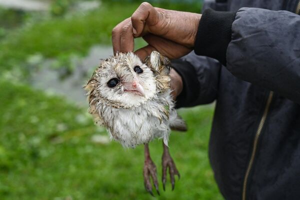 Местный житель спасает детеныша совы, Мьянма - Sputnik भारत