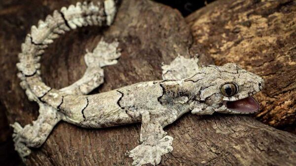 New species of flying gecko is discovered in India's Mizoram - Sputnik भारत