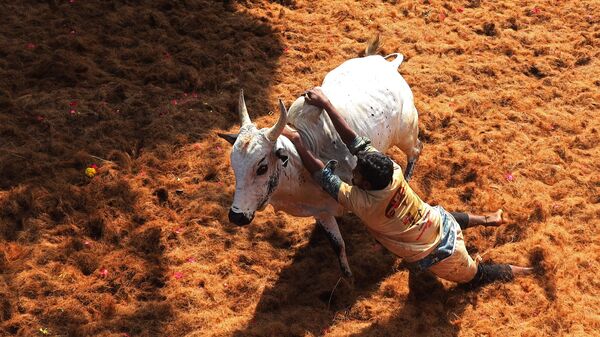 A participant tries to control a bull during an annual bull-taming festival 'Jallikattu' in Palamedu village on the outskirts of Madurai - Sputnik भारत