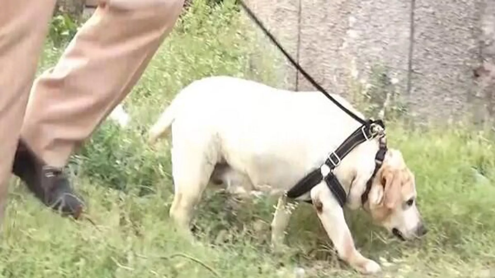 Police dog