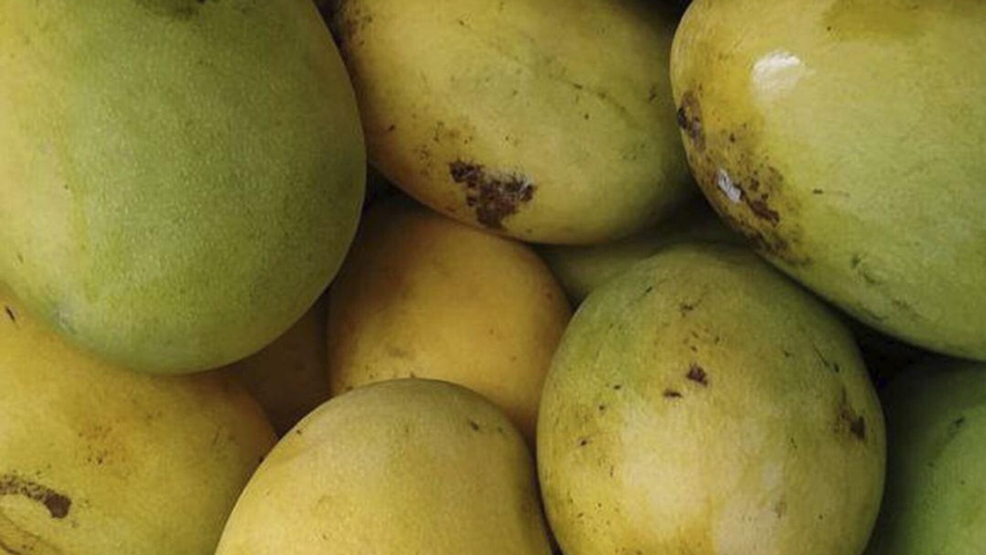 Sankalp Singh Parihar, a plantation owner from Jabalpur in Madhya Pradesh state, plants Miyazaki mangoes from Japan that sell for Rs 2.7 lakh (approx. $2,300) per kilo in the international market.  - Sputnik भारत, 1920, 21.05.2023