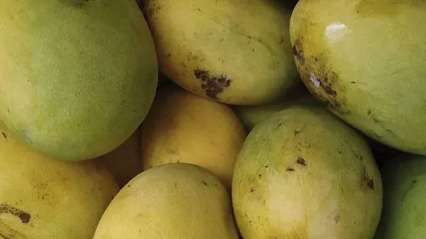 Sankalp Singh Parihar, a plantation owner from Jabalpur in Madhya Pradesh state, plants Miyazaki mangoes from Japan that sell for Rs 2.7 lakh (approx. $2,300) per kilo in the international market.  - Sputnik भारत