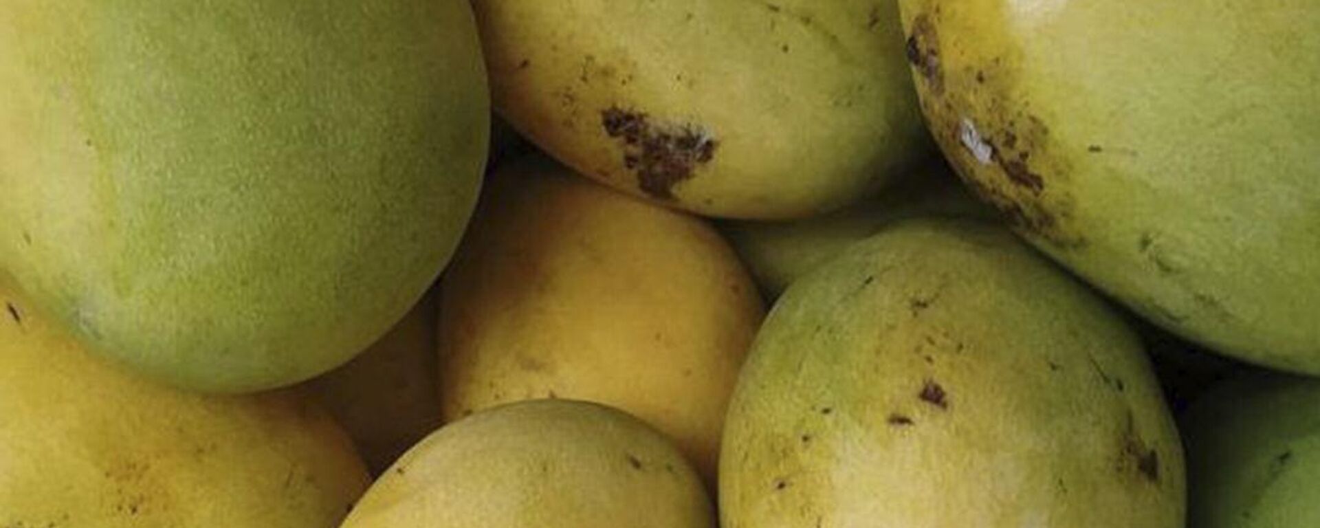 Sankalp Singh Parihar, a plantation owner from Jabalpur in Madhya Pradesh state, plants Miyazaki mangoes from Japan that sell for Rs 2.7 lakh (approx. $2,300) per kilo in the international market.  - Sputnik India, 1920, 21.05.2023
