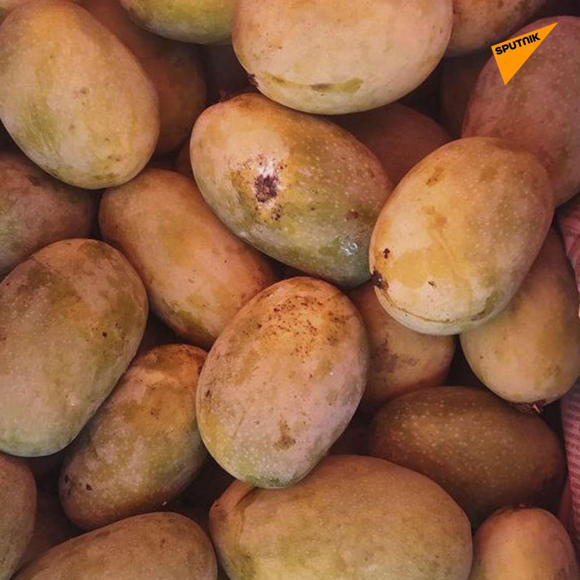 Sankalp Singh Parihar, a plantation owner from Jabalpur in Madhya Pradesh state, plants Miyazaki mangoes from Japan that sell for Rs 2.7 lakh (approx. $2,300) per kilo in the international market.  - Sputnik भारत, 1920, 19.05.2023
