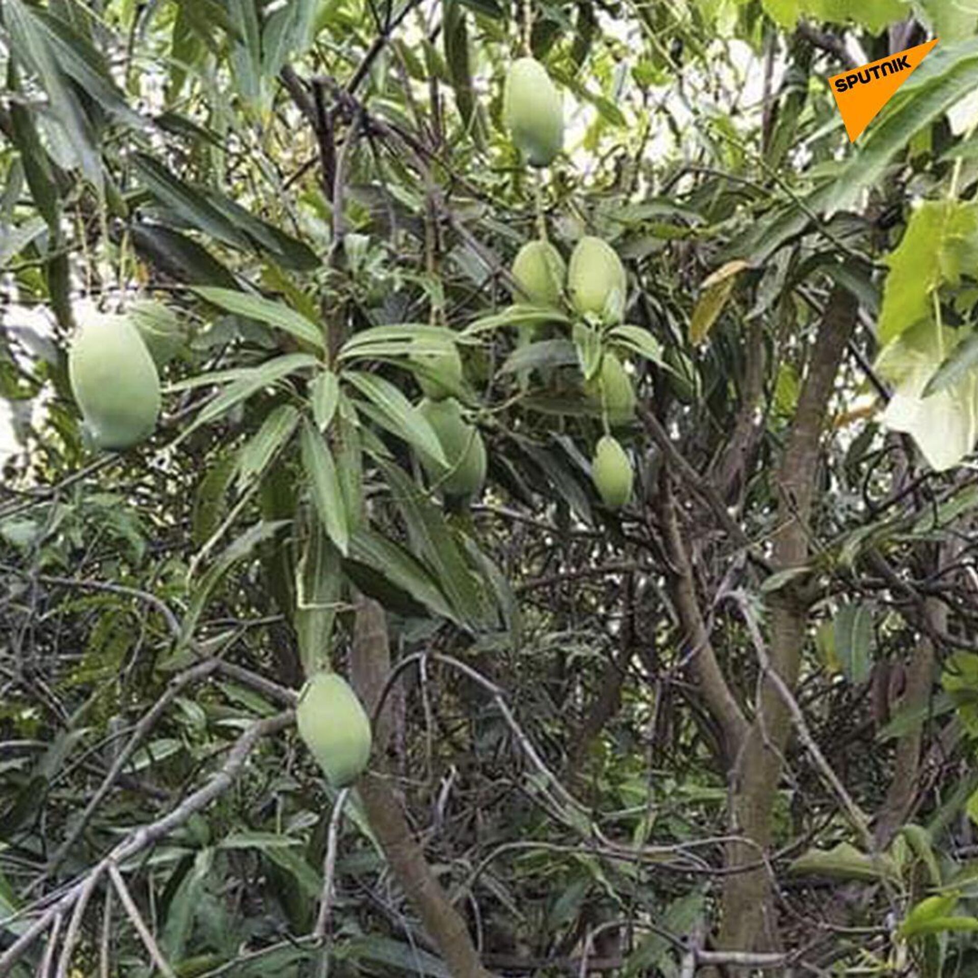 Sankalp Singh Parihar, a plantation owner from Jabalpur in Madhya Pradesh state, plants Miyazaki mangoes from Japan that sell for Rs 2.7 lakh (approx. $2,300) per kilo in the international market.  - Sputnik भारत, 1920, 19.05.2023