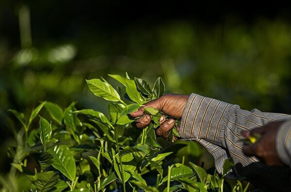गौहाटी, पूर्वोत्तर असम राज्य, भारत के बाहरी इलाके में एक चाय बागान में चाय की पत्तियां तोड़ता एक भारतीय मजदूर, बुधवार, 28 अक्टूबर, 2020 (AP Photo/अनुपम नाथ) - Sputnik भारत
