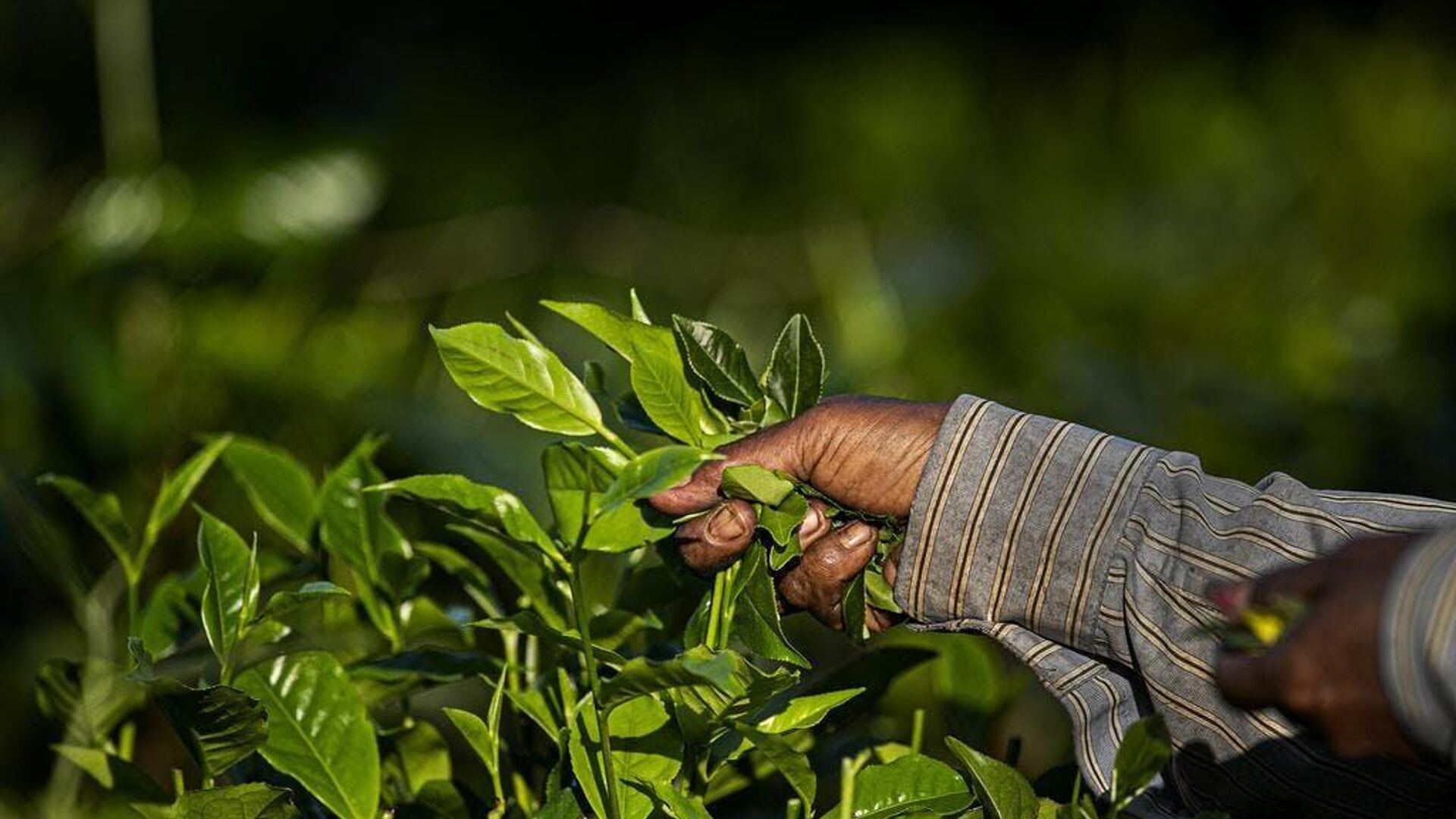 An Indian laborer plucks tea leaves at a tea garden  - Sputnik India, 1920, 16.09.2023