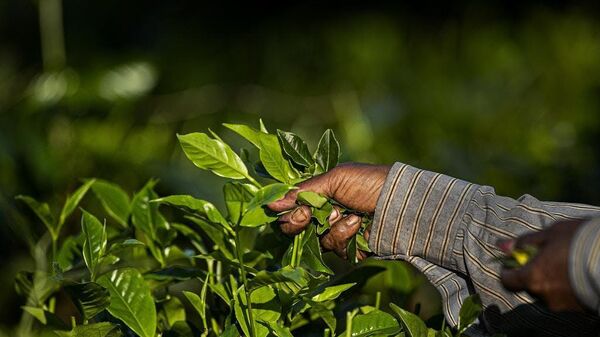 An Indian laborer plucks tea leaves at a tea garden  - Sputnik India