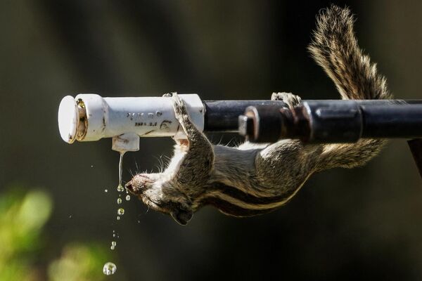 A squirrel drinks water from a tap during a hot summer day  - Sputnik India