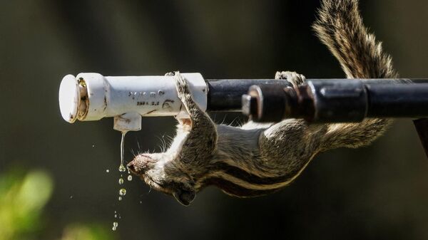 A squirrel drinks water from a tap during a hot summer day  - Sputnik India