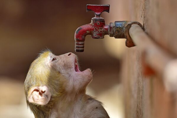 A monkey tries to quenche its thirst from a water tap on a hot summer day - Sputnik India