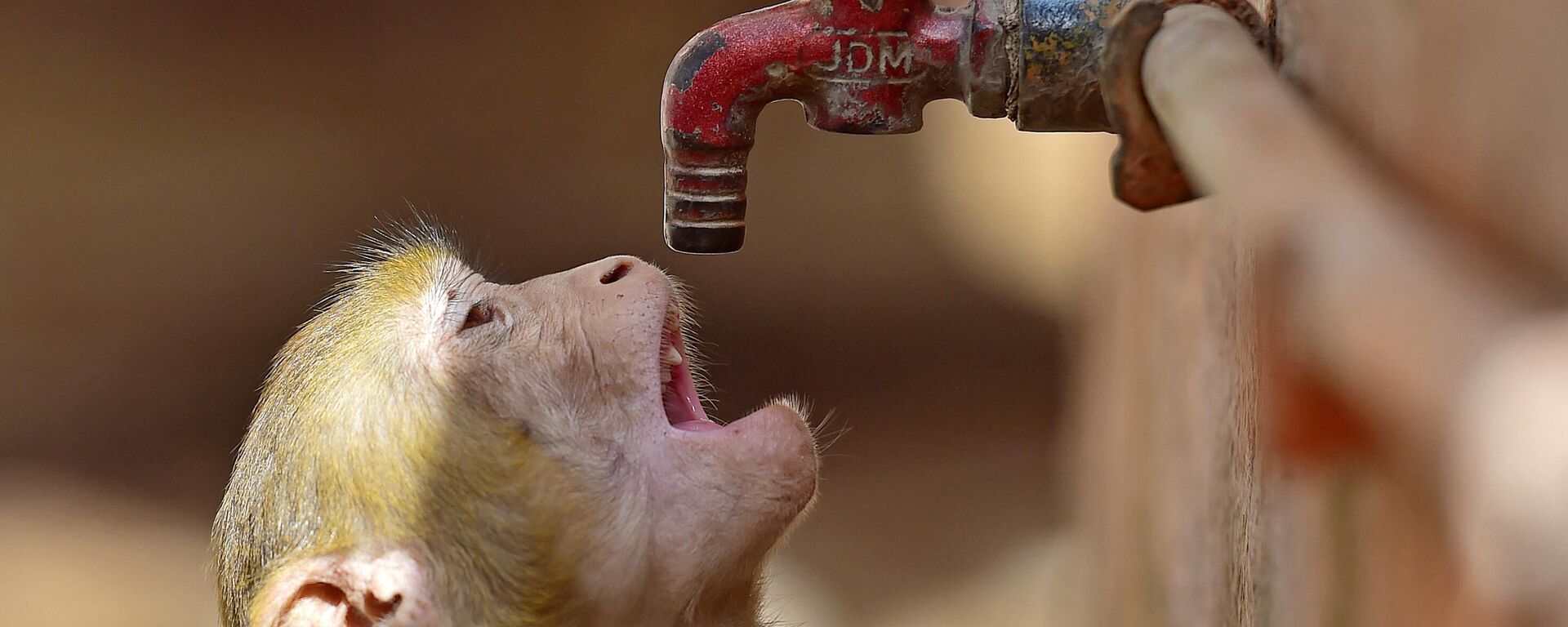 A monkey tries to quenche its thirst from a water tap on a hot summer day - Sputnik भारत, 1920, 22.05.2023