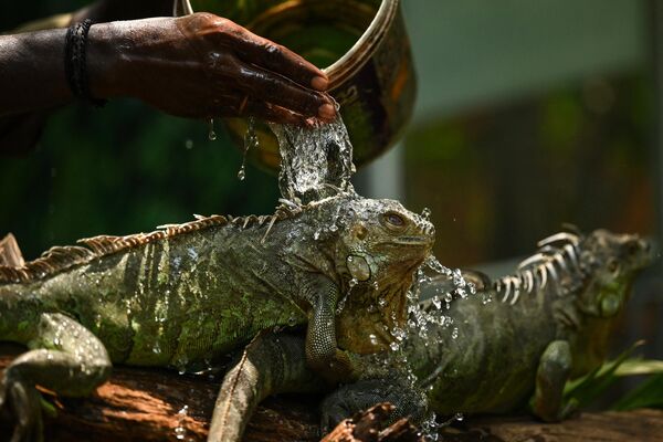 A worker sprays water on a Green Iguana on a hot summer day - Sputnik India