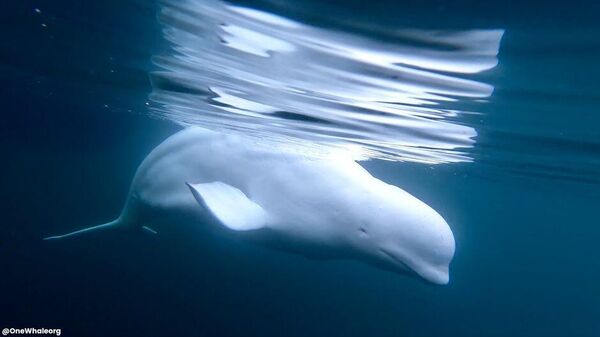 Hvaldimir, the Beluga 'Spy' Whale - Sputnik भारत