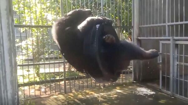 Shower and swing time: orphaned asian black bear Cub Tono enjoys playful day! - Sputnik India