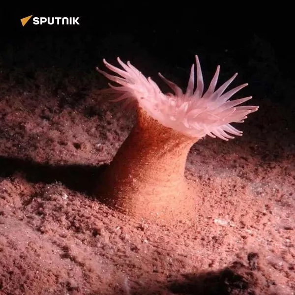 An anemone. 