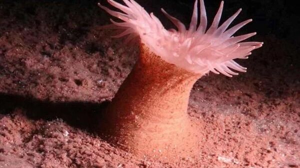 An anemone.  - Sputnik भारत