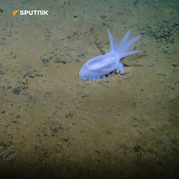 Amperima sp.