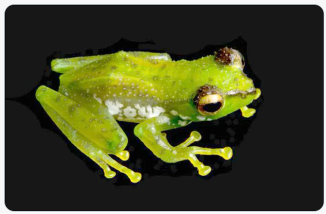 Indian Scientists Discover New Patkai Green Tree Frog Species
