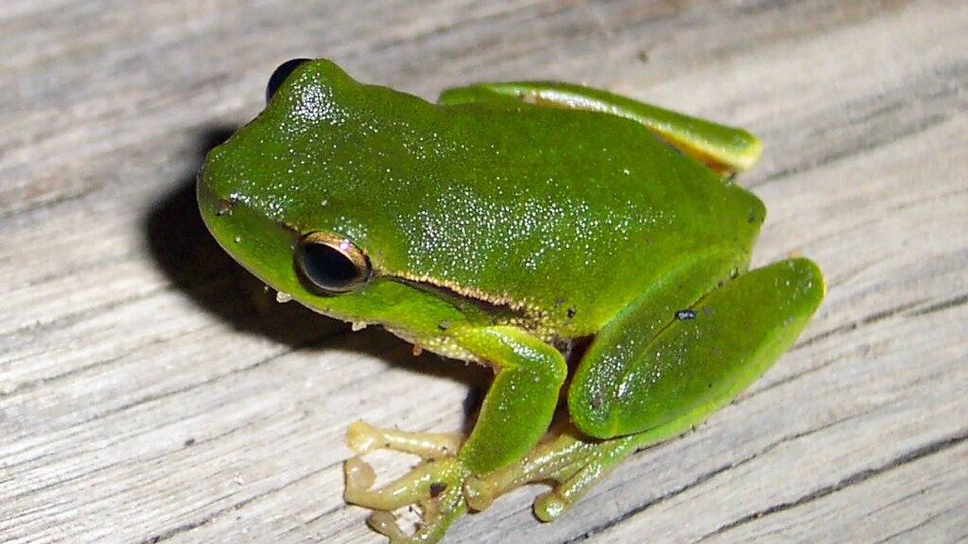 A Leaf Green Tree Frog, (Litoria phyllochroa). - Sputnik India, 1920, 29.05.2023