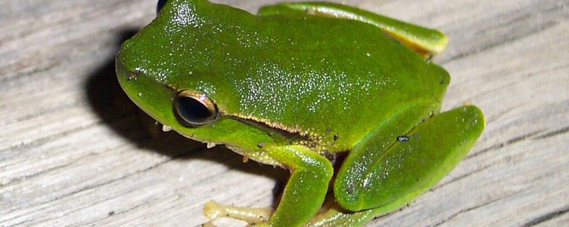 A Leaf Green Tree Frog, (Litoria phyllochroa). - Sputnik भारत, 1920, 29.05.2023