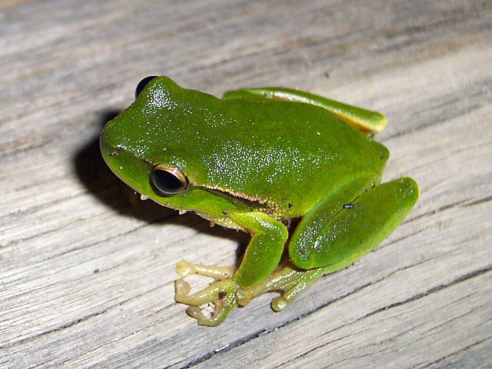 Indian Scientists Discover New Patkai Green Tree Frog Species