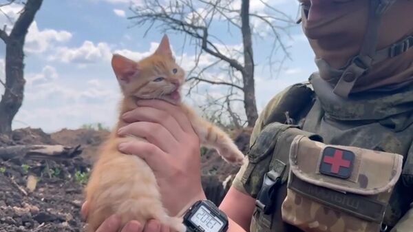  Meet Gosha, a small kitten who has become a cherished companion of the military, boosting the morale of soldiers in the midst of the special military operation - Sputnik भारत