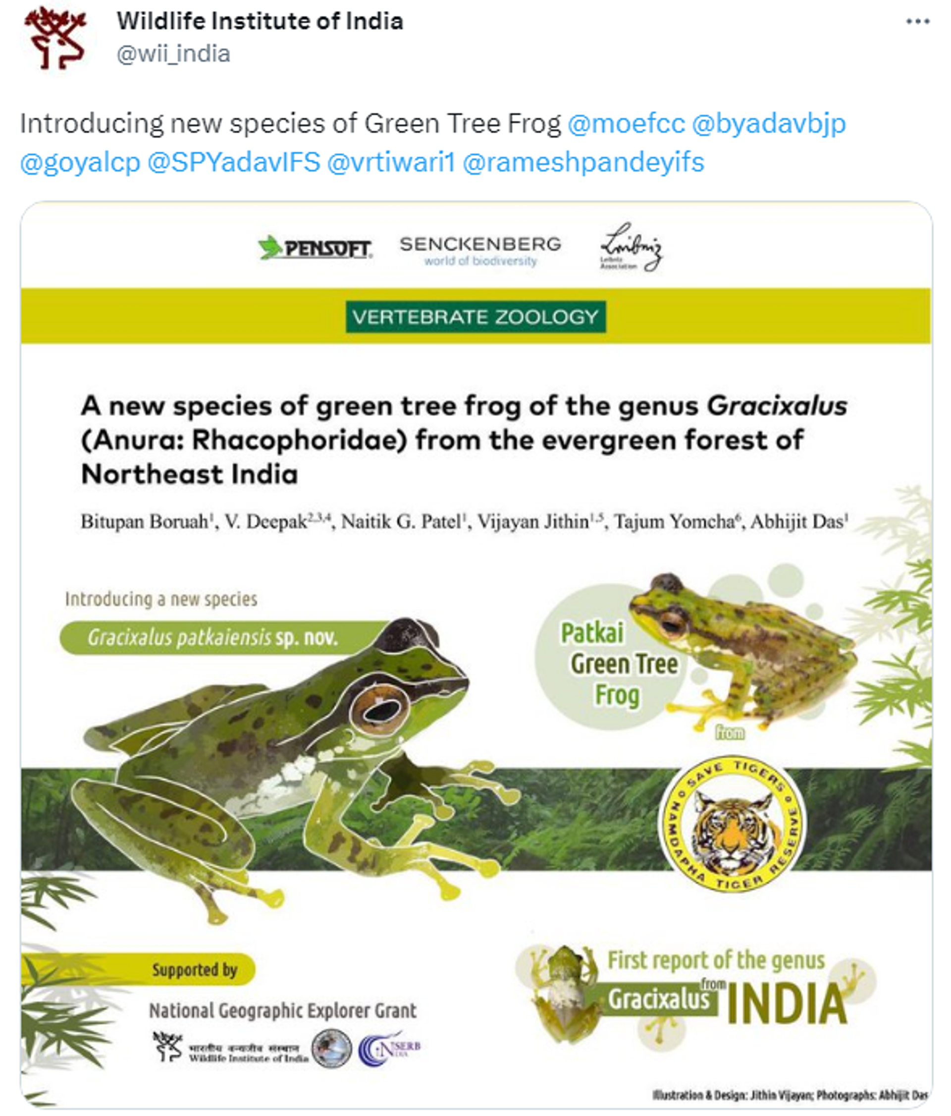 Green tree frog  - Sputnik भारत, 1920, 29.05.2023