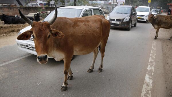 Motorists drive past stray cows roam on a road in Allahabad, India - Sputnik भारत