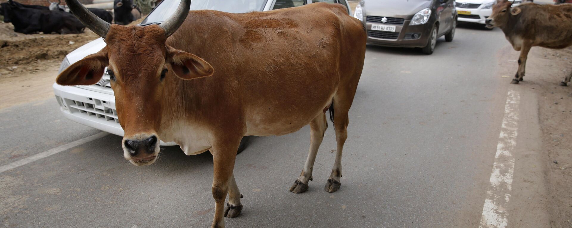 Motorists drive past stray cows roam on a road in Allahabad, India - Sputnik भारत, 1920, 31.05.2023