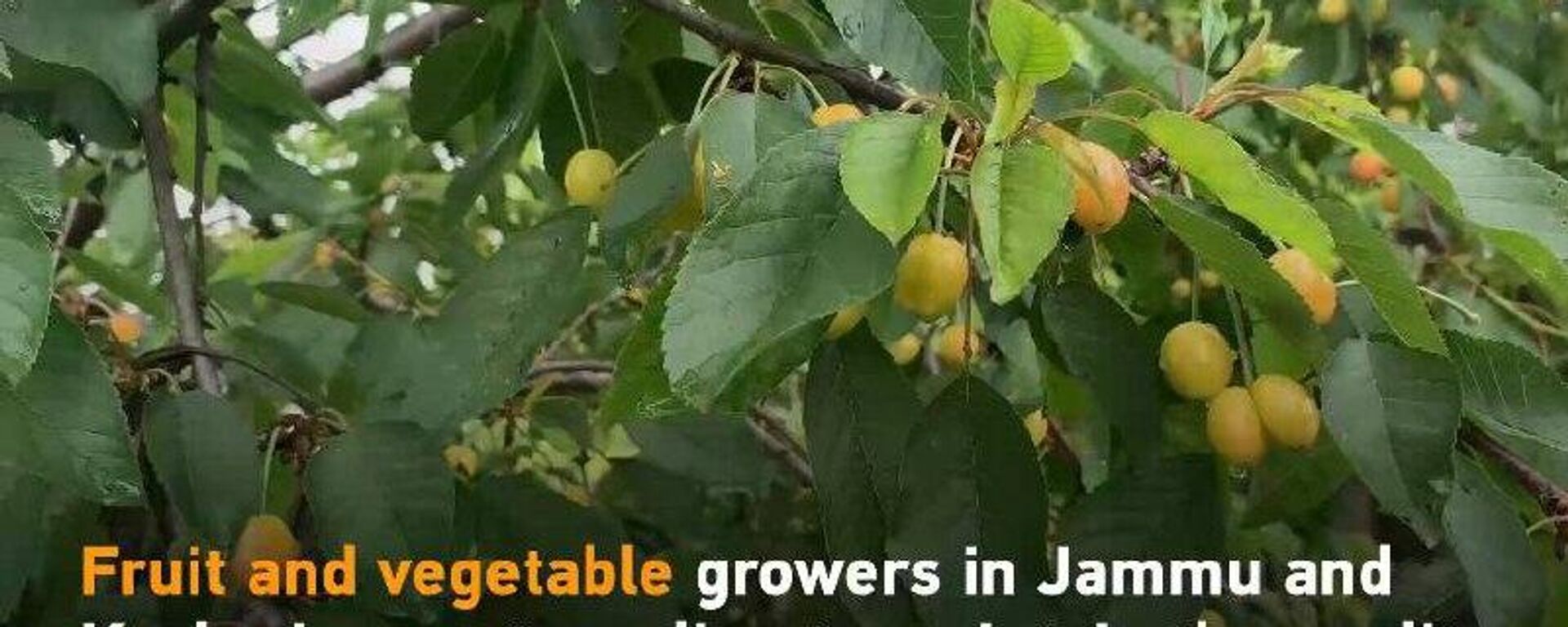 Incessant Rains and Cold Weather Threaten Kashmiri Fruit Growers - Sputnik India, 1920, 04.06.2023