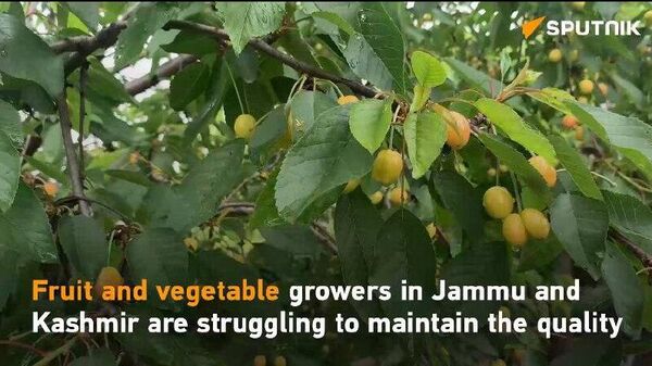 Incessant Rains and Cold Weather Threaten Kashmiri Fruit Growers - Sputnik India