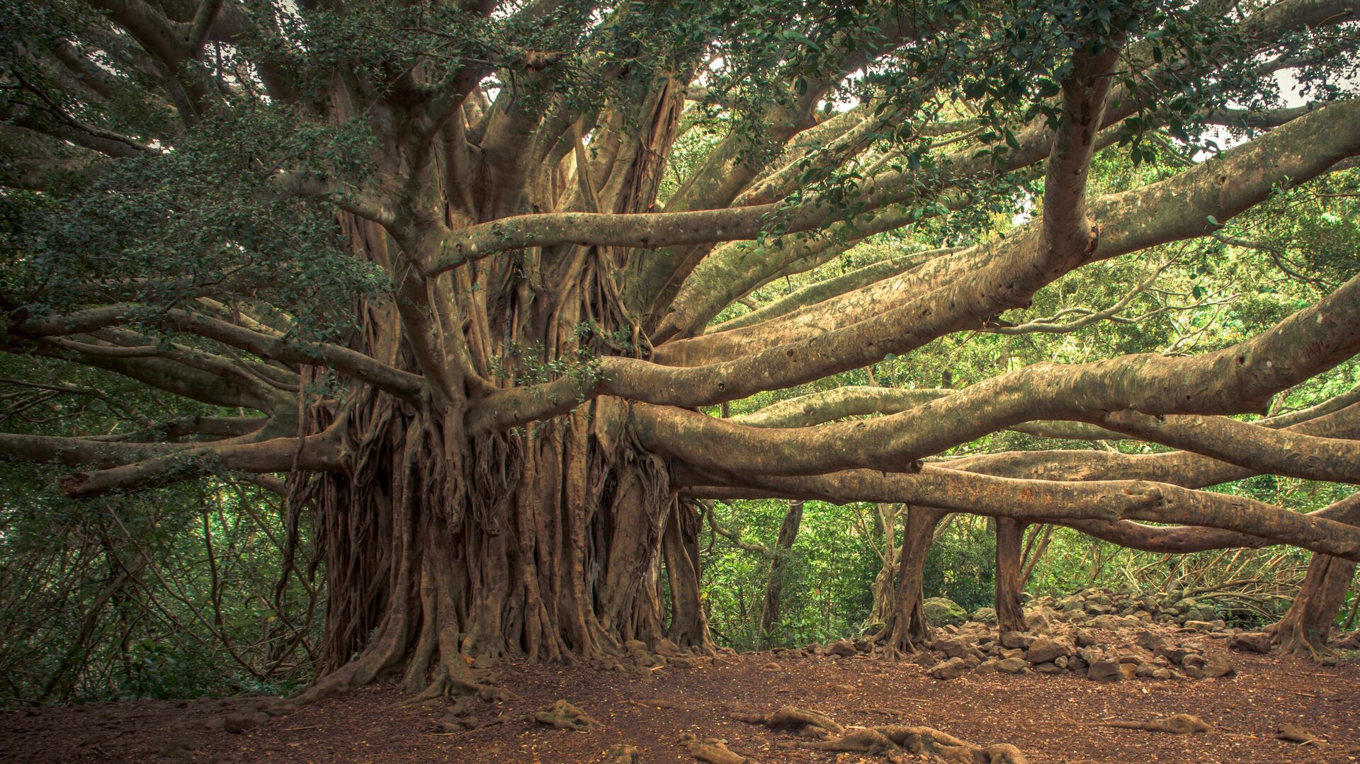 Century Old Banyan Tree s Miraculous Revival In Telangana