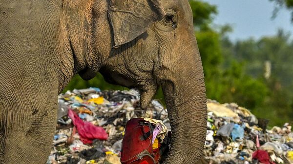 Дикий слон ест на свалке пластиковых отходов в Шри-Ланке  - Sputnik भारत