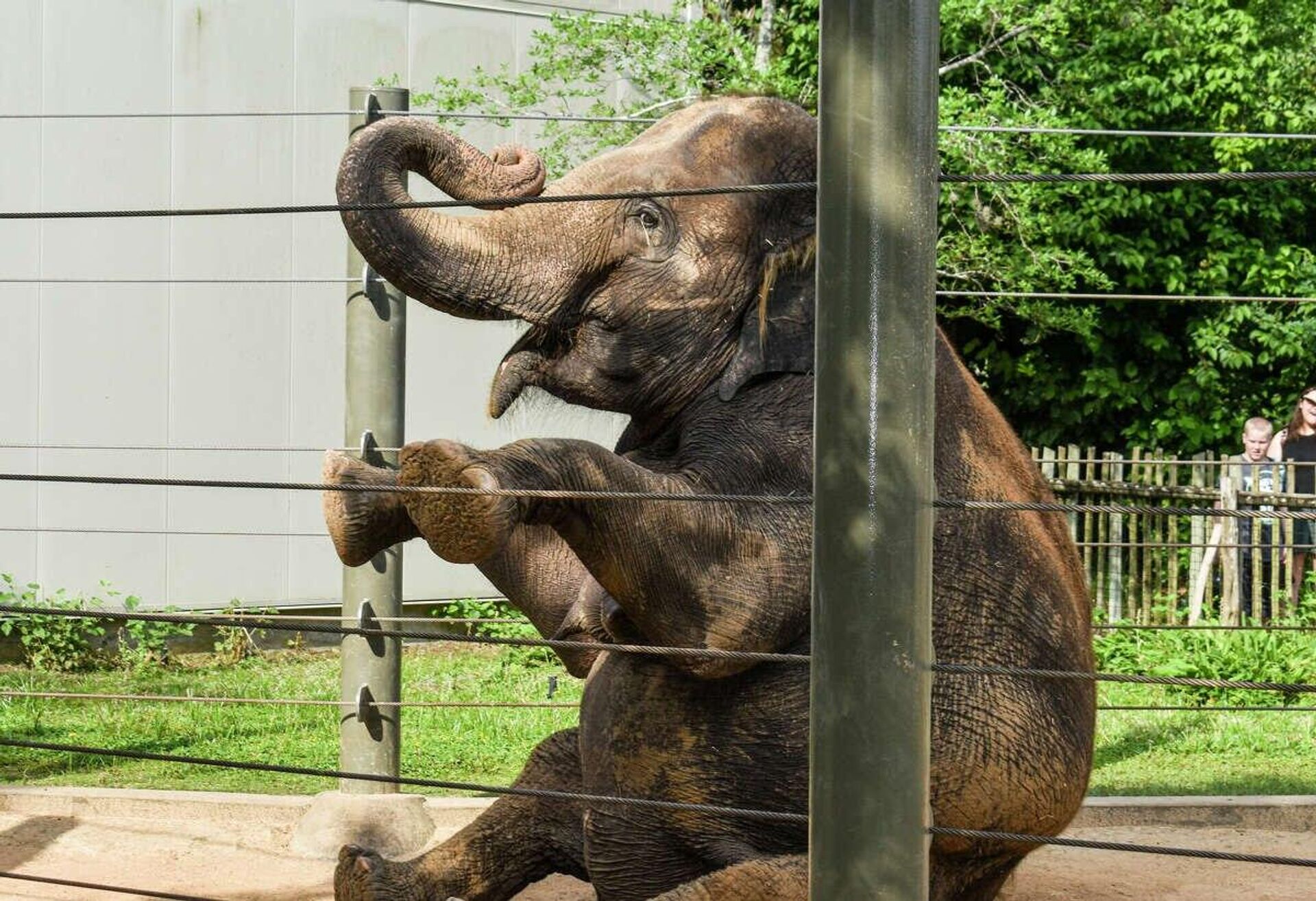 Elephant is doing yoga  - Sputnik भारत, 1920, 06.06.2023