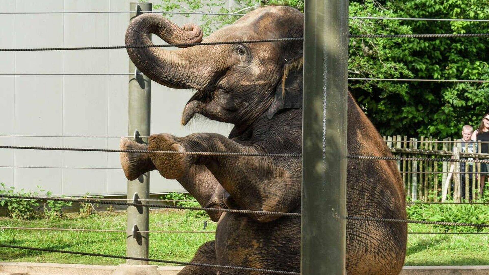 Elephant is doing yoga  - Sputnik भारत, 1920, 18.01.2024